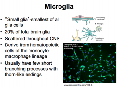 Microglia are very unique because they possess the ability to quickly adapt, which makes them important during development.