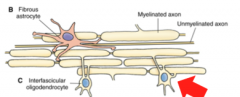 Location- White Matter

Function- Myelination of Axons

Note- a single oligodendrocyte can construct and *maintain several myelin sheaths*