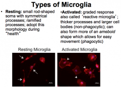 Microglia can become ACTIVATED when they are needed to combed damage! This response is graded and is also known as "Reactive Microglia"

During the non-phagocytic stage, the cells develop thicker processes and larger bodies.

Then, during the phagocyt