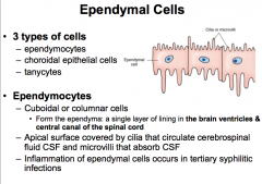 An Ependymal Cell (CNS Glial Cell)