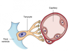 Tanycytes