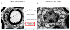 PNS Glia: Schwann Cells