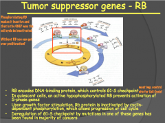The RB gene is universal and present in all cel types.

It codes for proteins that are responsible for inhibiting the cell cycle and is the checkpoint for progression from the G1 to S phase.