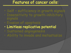 How are cancer cells capable of limitless replicative potential?