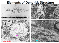 What kind of structures are present in dendrites?