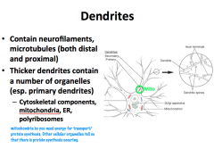 **Primary dendrites have the same cytoplasmic characteristics as the soma** As you move distally, you find less organelles; therefore, **secondary dendrites and distal branches have only cytoskeletal components**