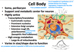 Metabolic and support center of the neuron.

Large, round, euchromatic nucleus with a prominent nucleolus.

Lots of organelles, which is typical of such an actively synthetic and metabolic cell.

Cell body is only like 1% of the entire volume of the