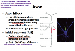 The axon hillock has **NO nissl bodies!!** (unlike cell body) Also it is NOT the site of action potential initiation!!!**

**AP initiation is in the INITIAL SEGMENT of the axon!!!
-initial segment is non-myleinated!

Both the hillock and initial segm