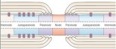 Pattern:

INTERNODE -- Juxtanode -- Paranode --NODE-- Paranode--Juxtanode -- INTERNODE -- Juxtanode -- Paranode -- NODE

The Node has a lot of voltage gated Na+ channels. The Paranode has lots of Caspr1, which is the protein that attaches to the glial