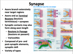 Remember that synapses can be made between axons and other dendrites, somas, or axons.