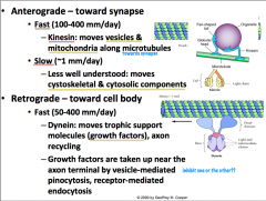 Can be slow or fast.

Slow anterograde transport is not well understood, but is reserved for components of the cytoskeleton (i.e. actin) and cytosolic proteins (i.e. calmodulin).

Fast anterograde transport involves using a MICROTUBULE as a stationary
