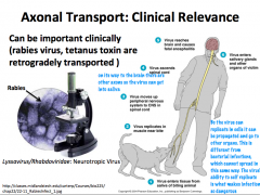 **CLINICAL IMPLICATION: HERPES, POLIO, RABIES, TETANUS TOXINS, AND OTHERS ARE TRANSPORTED VIA RETROGRADE TRANSPORT**