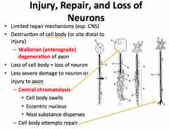 Axonal damage is more interesting… The point distal from which damage occurs cannot get support from the cell body and is said to go through WALLERIAN DEGENERATION.
-if the damage affects the cell body, CHROMATOLYSIS occurs. This is evidenced by swelling