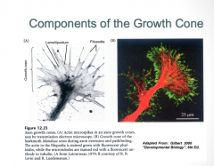 The growth cone is composed of 2 primary components:
-Filopodia (green): are constantly being turned over, and their primary job is to survey the environment for signaling factors which determine the pattern of axon growth

-Lamelipodia (red)
