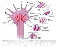 A. Actin bundles fill filopodia, which are bounded by membranes with cell adhesion molecules and various receptors, poke out at the advancing edge, and are retracted at the trailing edge of the growth cone. Between the filopodia are sheets of lamellipodia