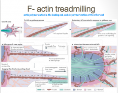 F-actin is characterized by polymerization, or the addition of new actin monomers, at its leading edge, and loss of monomers at its tail end. This dynamic process is known as "tread milling"