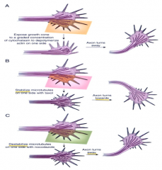 Actin and microtubules steer growth cones.

(A) local depolymerization of actin on one side of a growth cone causes it to turn the other way.

(B) local stabilization of microtubules on one side of a growth cone causes it to turn towards that side.

