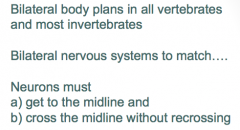Role of Netrin and Robo/Slit in the development of bilateral nervous systems.