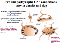Not always a one-to-one construction!

4 main types…
-simple: one presynaptic element goes to one postsynaptic element
-it can bifurcate before reaching the target to have a greater signal effect
-it can be a single presynaptic element with many acti