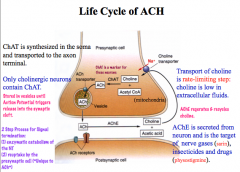 Termination: ACh is metabolized into choline and acetate by AChE. Choline is then taken up from the synaptic cleft. AChE is the target of nerve gases and insecticides.