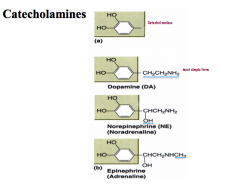 How are catecholamines synthesized?