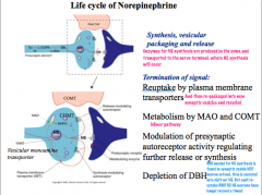 NE has 2 additional methods of regulation/termination- auto receptors exist on noradrenergic neurons to regulate release, and DBH depletion due to release with NE.