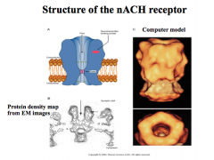 Describe the structure and characteristics of nicotinic ACh receptors