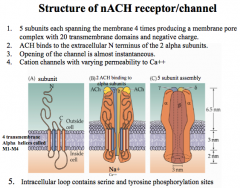 5 subunits, and are negatively charged. Thus, allowing only Na+ and a little Ca++ through, depolarizing the cell and sending a stimulatory signal.

Every functional nicotinic ACh receptor must have 2 subunits to open the channel, while the other 3 subun