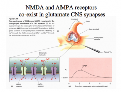 Both are typically found on a postsynaptic glutamate neuron.

AMPA receptors open their channels first, partially depolarizing the cell.

With glutamate and glycine present, NMDA channels will then open, allowing depolarization and Ca++ influx into th