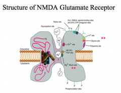 Describe the structure of NMDA receptors.

What kind of processes are NMDA receptors involved in?