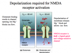 Unique because they are both ligand gated AND voltage dependent!**

A glutamate and a glycine are required to open the channel and depolarization (at least -30mV) is required to remove the Mg++ that blocks the pore to allow Na+, K+, and Ca++ to flow thr