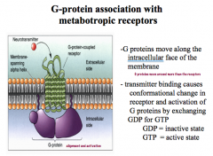 Once activated by a NT, G-proteins can move along the internal surface of the plasma membrane, causing many different effects!

To move, the binding causes a conformational change in the receptor that allows for an exchange of GDP for GTP.
-Without GTP