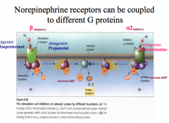 For NE, a β receptor stimulates a cAMP cascade (a G-stimulatory protein), while an α2 receptor inhibits a cAMP cascade (a G-inhibitory protein).

Both receptor subtypes bind the same neurotransmitter, but their effects are very different!