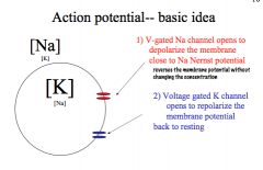 Describe Action Potential in terms of feedback loops and the channel kinetics