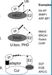 - HECT is very important in invertebrates, species like yeast and c. elegans

-This E3 *forms a transient thirster bond with the Ub * from the E2 before *transferring it to the target protein