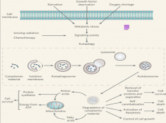 What are the 2 forms of autophagy?
