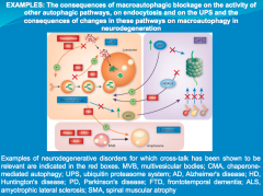 In neurodegeneration, cell death is associated with accumulation of proteins that become toxic and impair cellular quality control mechanisms, leading to apoptosis.