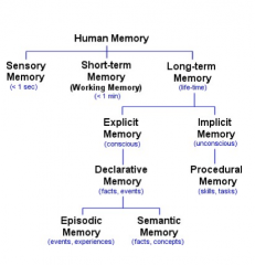 STATE the anatomical structures of the mammalian brain where explicit memory occurs.