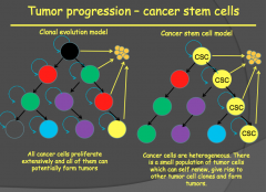 How are cancer stem cells involved in tumor progression?