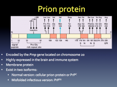 Prion Protein Functions:
-required for peripheral myelin maintenance
-involved in synaptic plasticity in the neonatal hippocampus