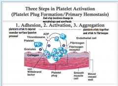 The granules are released upon activation, and their contents are important in the clotting process.

They synthesize Thromboxane A2 which is an very powerful vasoconstrictor and platelet aggregating substance.