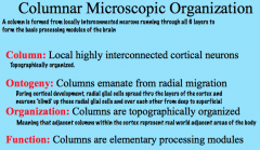 The 6 layers of the neocortex are also organized into columns that run through the layers.

A column is formed from locally interconnected neurons running through all 6 layers to form the basic processing modules of the brain.

Columns are formed from