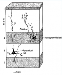 Neuron Types in Cerebral Cortex