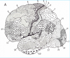 Primary Somatosensory Cortex (parietal lobe)