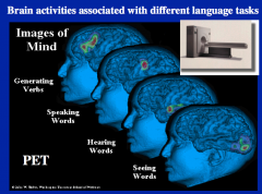 generating verbs = prefrontal lobe
speaking = Broca's
hearing =  temporal lobe
seeing = occipital lobe
