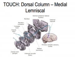 The sensory receptors of primary touch neurons are found in the periphery.

From the receptor, touch neurons travel through the dorsal root ganglion, where the cell bodies of these neurons are located, into the spinal cord.

The primary touch neurons 