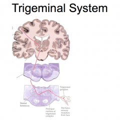 (EXCEPTION!)

The sensory receptors of sensory trigeminal system neurons are found in the face.

From the receptor, sensory trigeminal system neurons travel through the trigeminal ganglion, where the cell bodies of these neurons are located, into the 