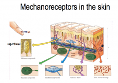 Touch and pressure are transducer by specialized mechanoreceptors at the peripheral terminus of touch neurons (Aα and Aβ fibers). THey have different receptive fields (the area of skin that nerve responds to).
