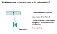 Direct Mechanosensation:

There are mechanosensitive ion channels that are tethered to the extracellular matrix and intracellular cytoskeleton.

Upon deformation of the extracellular matrix, the channel is opened leading to depolarization of the touch