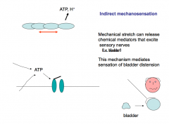 Indirect Mechanosensation:

Mechanical stretch can release chemical mediators that excite sensory nerves. If you stress epithelial cells, they release ATP, which then activates nearby nerves through purinergic signaling. This mechanism mediates sensatio